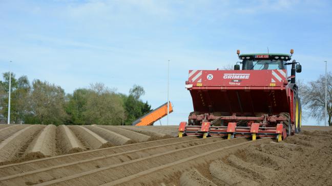 Pour rappel, si l’on travaille avec des plants coupés,  il faudra augmenter la densité de plantation de 10 à 15 %.