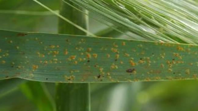 Pustules orangées de rouille naine sur une feuille d’escourgeon.