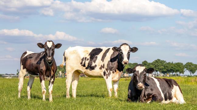 Selon l’Arsia, il est très rare que les animaux soient contaminés suite à un contact en prairie.
