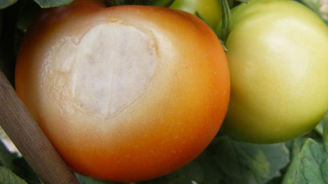 Les brûlures dues au soleil surviennent surtout lorsque les fruits subissent des températures supérieures à 40°C avec un ensoleillement direct sans protection par le feuillage.
