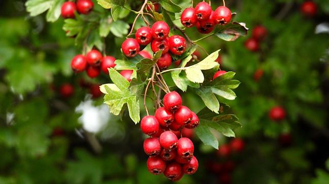 crataegus-laevigata-7453628