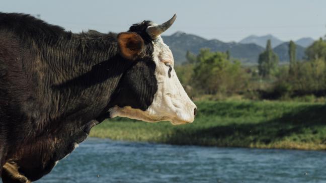 L’aménagement d’un accès à l’eau pour le bétail sera autorisé sur une longueur maximale de quatre mètres par cent mètres de rive.