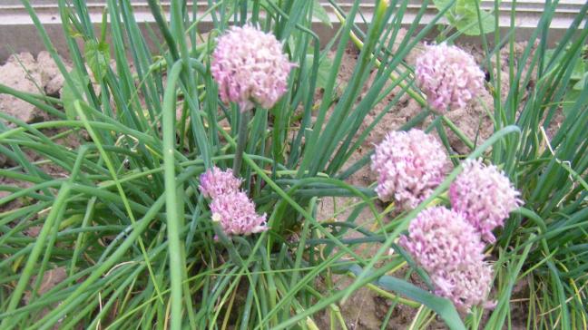 La floraison est très jolie et les fleurs peuvent décorer des plats. Nous pouvons les sectionner dès leur apparition pour augmenter la production de feuilles en cas de grands besoins dans les cuisines.