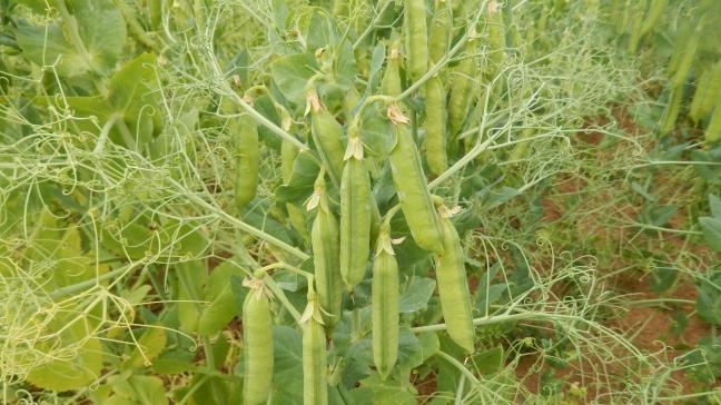En pois protéagineux de printemps, le potentiel agronomique des variétés n’a pas pu s’exprimer pleinement ces dernières années à cause des extrêmes climatiques très contrastés.