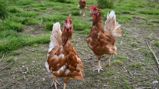 Les poules pondeuses de la ferme des Longs-Prés peuvent profiter de 6 ha de prairie.