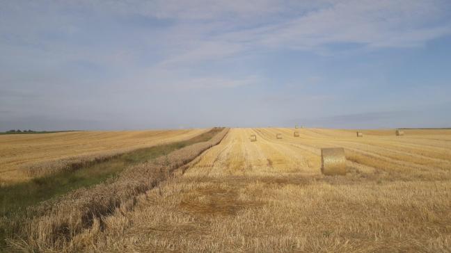 Vue d’un aménagement de 12 m de large placé idéalement d’un point de vue de l’effet sur la faune,  avec 6 m de hautes herbes et deux fois 3 m de froment de part et d’autre.