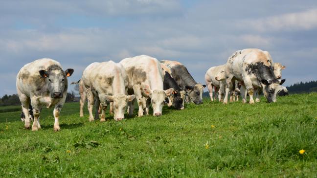 Transformer l’herbe en calories assimilables par l’être humain, le propre des bovins !