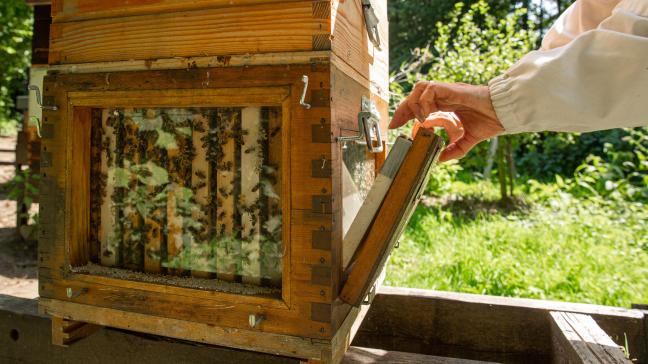 Afin de couvrir davantage de territoire wallon, 16 nouvelles sections apicoles vont bénéficier du soutien pour l’achat de matériel pour la neutralisation des nids.