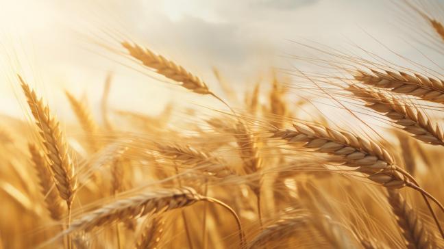La demande des 27 était exacerbée depuis janvier par la frustration du secteur agricole, notamment en raison des importations de céréales et de produits ukrainiens bénéficiant d'une exemption de droits de douane