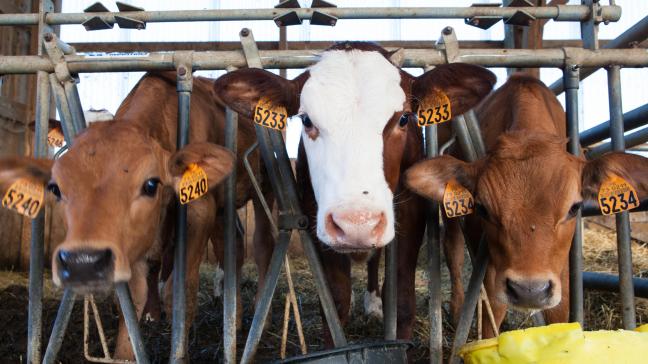 factory-milking-cows