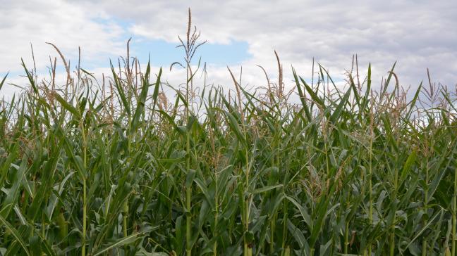 Cette technique,encouragée par la PAC, offre de nombreux avantages agronomiques et environnementaux tout au long de l’année.