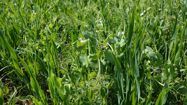 Dans les cultures associées, les pois débutent leur floraison.