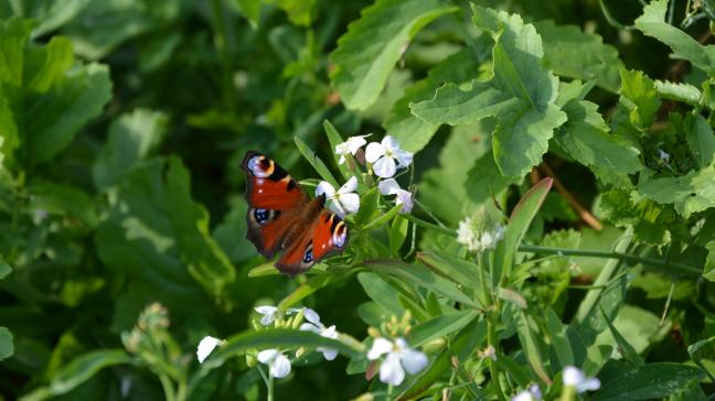 La campagne vise à mettre en évidence le rôle que chaque citoyen peut jouer pour protéger les plantes sur tout  le territoire belge et européen.