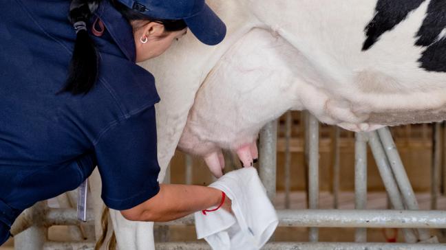 Une vache en état de stress thermique sera plus sensible à certaines maladies, comme les mammites.