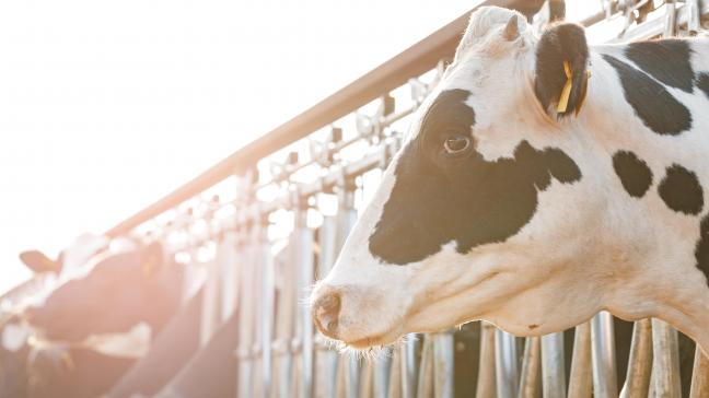 Cette personne travaille dans une ferme où le virus H5N1 a infecté des vaches.