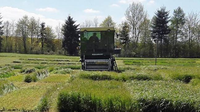 La vue d’une récolte à l’Haldrup de parcelles de ray-grass italiens testés en régime de fauche sur le site de Michamps entre 2016 et 2018.