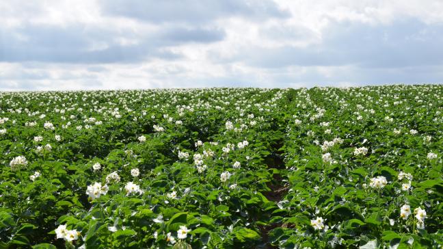 Il est conseillé de réduire quelque peu la fertilisation, non seulement pour éviter les résidus de nitrates élevés, mais aussi pour éviter que la culture de pommes de terre n