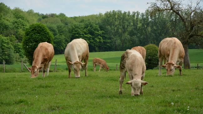 Une exploitation type en élevage biologique bovin viandeux dispose, en moyenne, de 69 hectares, principalement dédiés à la culture de fourrages et d’un cheptel de 43 bovins viandeux.