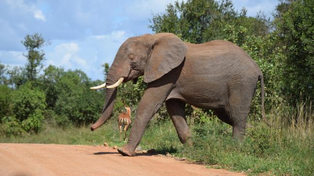 Dans le mythique Kruger National Park pour admirer les «Big Five».