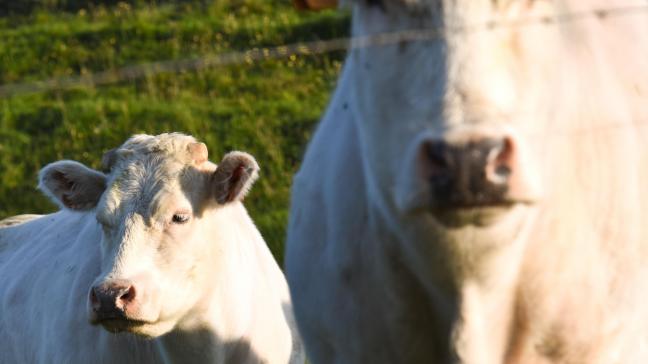 Même si la ferme est déjà infectée, il est essentiel de tester tout nouveau venu. En Belgique, il existe des souches différentes.
