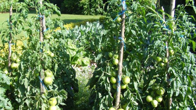 Une très bonne aération permet de retarder significativement l'extension de la maladie.