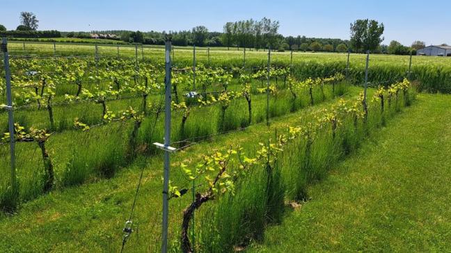 Le vignoble expérimental comprend  pas moins de 27 cépages, pour  un suivi des plus complets.