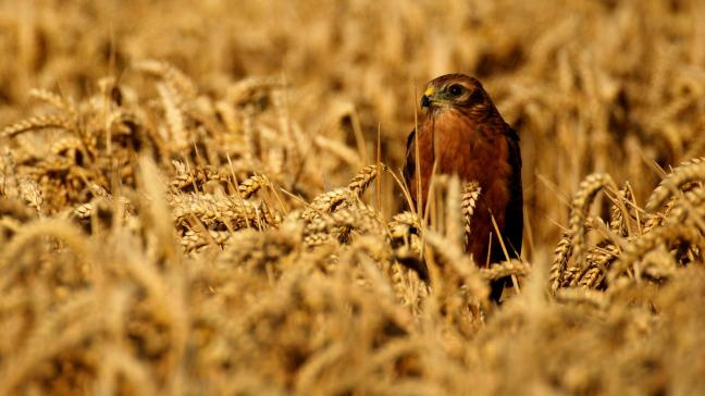 Un busard cendré dans une parcelle  de céréales.