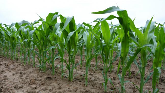 Les maïs semés avant le 1er mai atteignent désormais 50 à 60 cm de haut, toujours en l’absence de puceron.