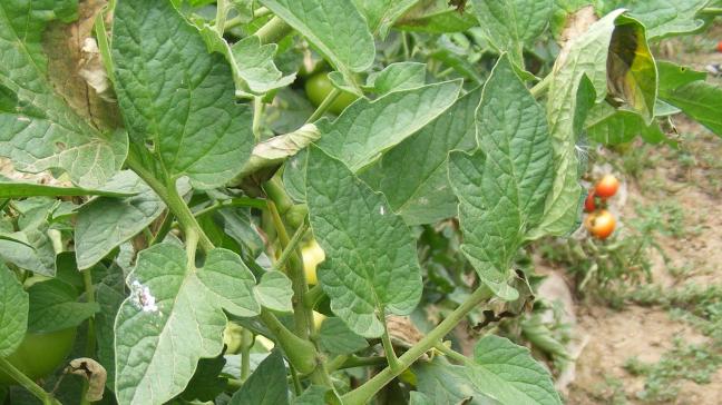 Les cultures de tomates sous serres sont moins souvent atteintes en étant protégées des pluies et la température plus élevée.