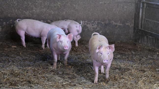 L’année passée, le pourcentage des exploitations ayant une utilisation élevée d’antibiotiques a encore diminué dans le secteur des porcs, des poulets de chair et des veaux de boucherie.