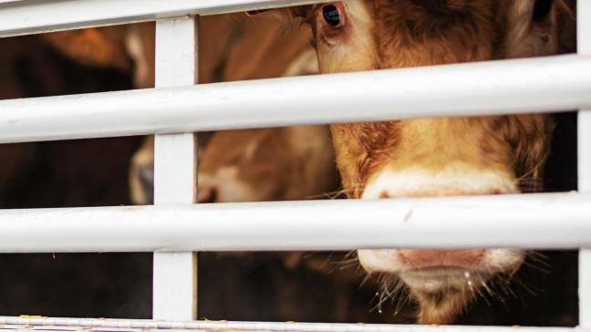 Pour le BVD, si la majorité des  exploitations et animaux est indemne,  la Belgique n’est pas reconnue comme étant sous programme d’éradication officiel, ce qui complique les échanges...