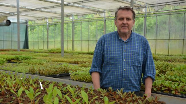 Plusieurs milliers de plants, présentés ici à différents stades de croissance, quittent chaque année Ferrières à destination de l’Europe entière, voire au-delà.
