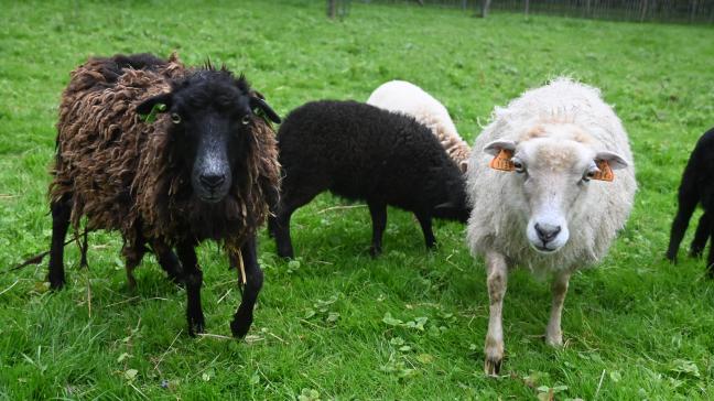 Les moutons proviennent de l'élévage La biquette dans la prairie, situé à Wasseiges.