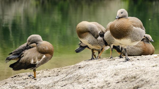 Bien que rare, la transmission de l’animal à l’homme nécessite une vigilance accrue.