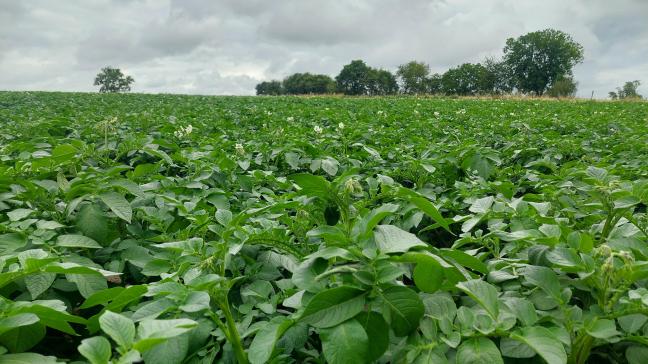 À travers la zone Nepg, les emblavements pommes de terre pourraient atteindre les 550.000 ha, soit plus de 100.000 ha en 10 ans.