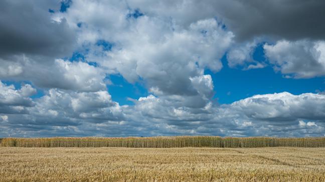 En Flandre par contre, plusieurs bâtiments agricoles ou serres ont été sérieusement endommagés. Tout comme des champs de blé, de maïs ainsi que des cultures de légumes ou de fruits en plein air.