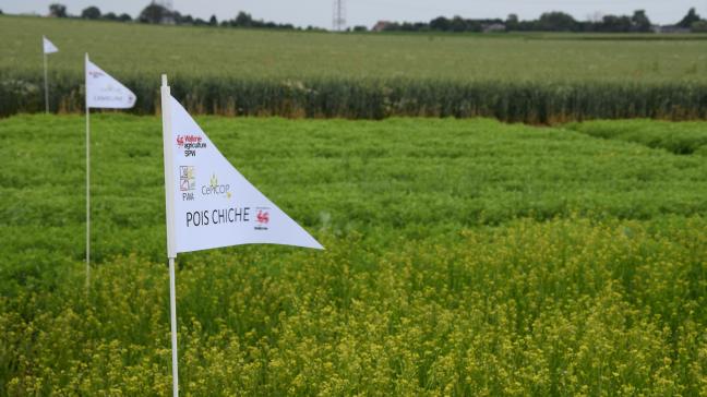 Neuf cultures innovantes  à faibles intrants sont actuellement  en test.