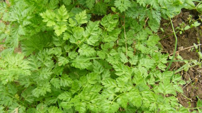Le cerfeuil est une plante aromatique qui parfume nos potagers de manière intense. En disposer au jardin est apprécié des gourmets.