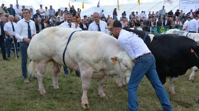 En Blanc-Bleu Belge,200 animaux ont été sélectionnés pour participer à cette compétition nationale.