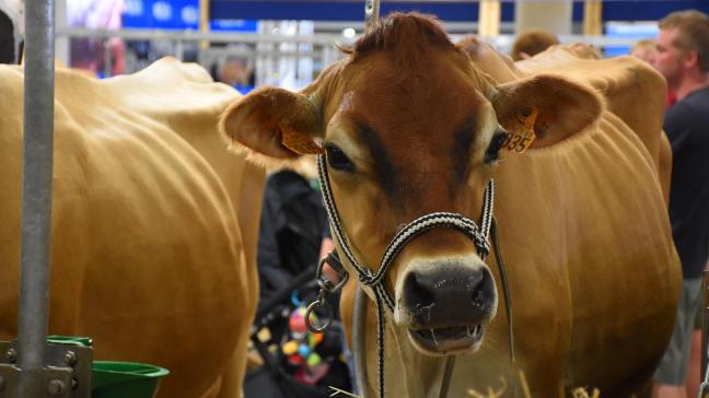 La Foire accueille chaque année2.800 animaux sur un site de 100.000 m² de stands.