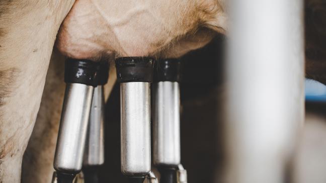 Aux USA, il a été montré que le lait des vaches infectées pouvait être très chargé en particules virales. Cependant, les procédés classiques de pasteurisation du lait inactivent ce virus.