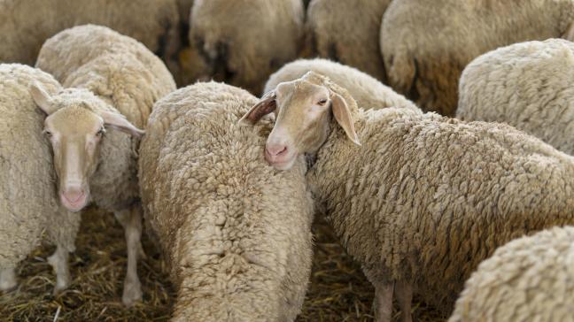 L’infection persistera au moins jusqu’à la fin de l’été et en cas de températures élevées. Les insectes sont en effet moins actifs lorsqu’il fait plus froid.