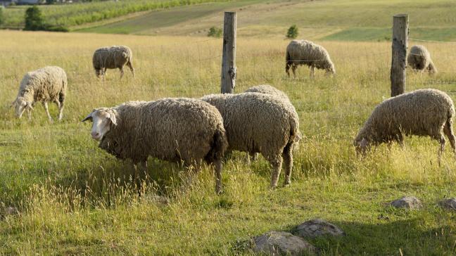 Chez les ovins, qui sont les plus sensibles à l’infection, les taux de mortalité peuvent atteindre jusqu’à 30%.