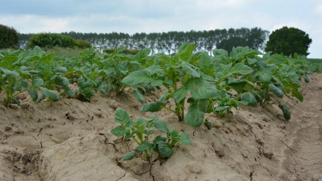 Après 72 jours de croissance, Fontane affichait un rendement brut moyen de seulement 21,5 t/ha (tous calibres, tare comprise), variant de 4 à 68 t/ha.