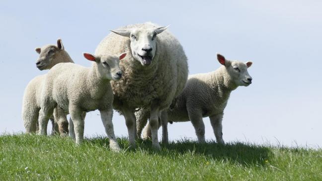 sheep-4224903_1280