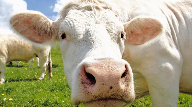 Beaucoup souhaitent aussi une  interdiction de l’exportation d’animaux vivants vers des pays ne respectant pas de règles strictes sur le bien-être animal durant le transport.