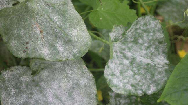 L’oïdium peut se développer et s’étendre sans qu’il y ait de pluie ou de rosée. Il lui suffit de disposer d’une humidité relative de 70 ou de 80%. Ces conditions sont fréquemment observées sous serre maraîchère après la fin juillet.