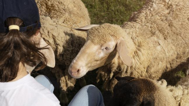 Un abattement très marqué et une fièvre élevée sont des symptômes souvent signalés par les éleveurs, avec chez les ovins une hypersalivation.