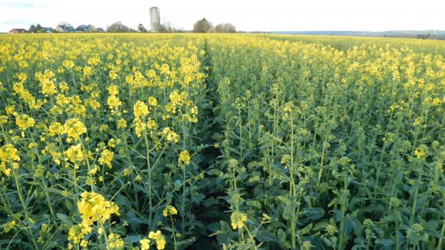 Selon les variétés implantées, la floraison du colza sera plutôt précoce (à gauche) ou tardive (à droite).