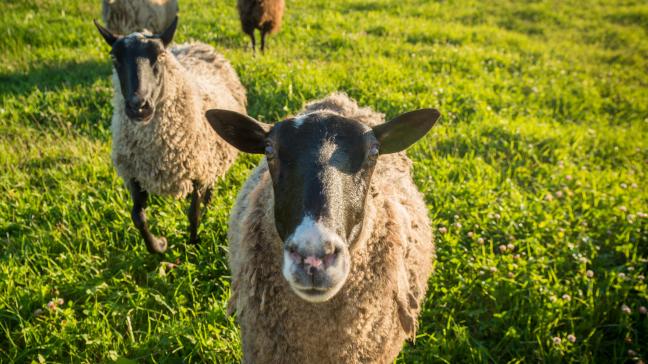 Ce sont surtout les ovins (485 cas) et les bovins (382 cas) qui ont contracté le virus, mais trois chèvres et quatre alpagas ont également été infectés.